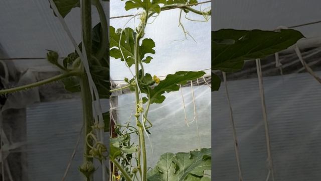 Арбузы. Опыляю арбузы смотреть онлайн