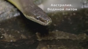 Австралийский водяной питон. Документальный фильм