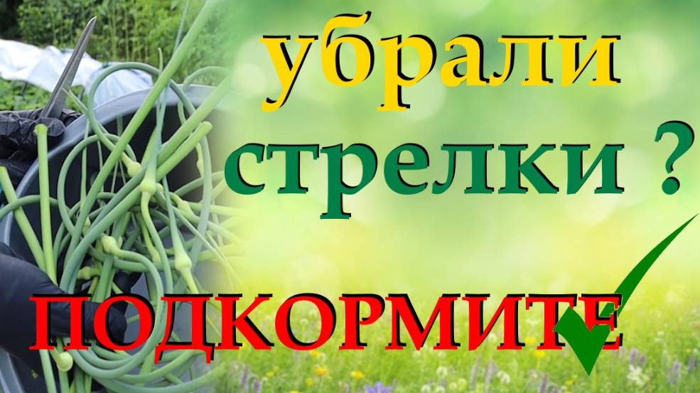 Чем подкормить чеснок после удаления стрелок, чтобы листья были зелеными, а головки крупными смотреть онлайн