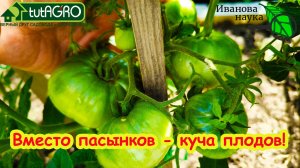 В 100 раз БОЛЬШЕ урожая! ТОМАТЫ и ПЕРЦЫ ПРОСТО ВЛЮБЛЕНЫ В ЭТУ ПОДКОРМКУ! Вместо пасынков - плоды!