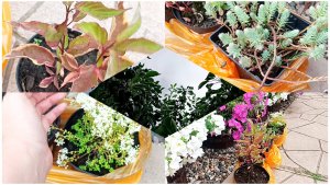 Новые растения для моего дворика. Обзор.