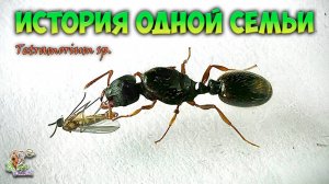 История боли ● Мои новые муравьи ● Tetramorium sp.