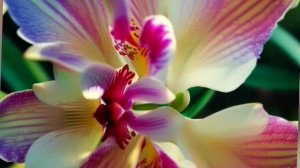 Красота орхидеи.