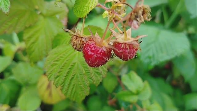 Ягодка - Малинка 🍓