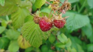 Ягодка - Малинка 🍓