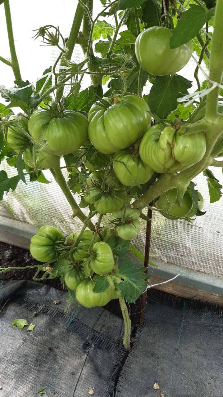 ТОМАТ ГНОМ УЛУРУ ОХРА - ДОСТОЙНЕЙШИЙ СОРТ ИЗ СЕРИИ ГНОМОВ смотреть онлайн