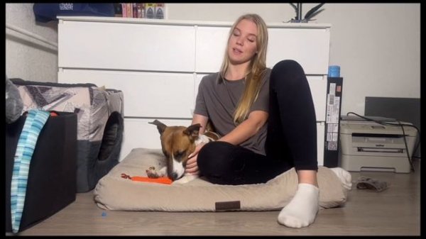 Почему мы завели джек-рассела? | часть 1