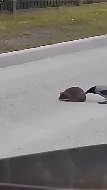 Помогла ежику смотреть онлайн