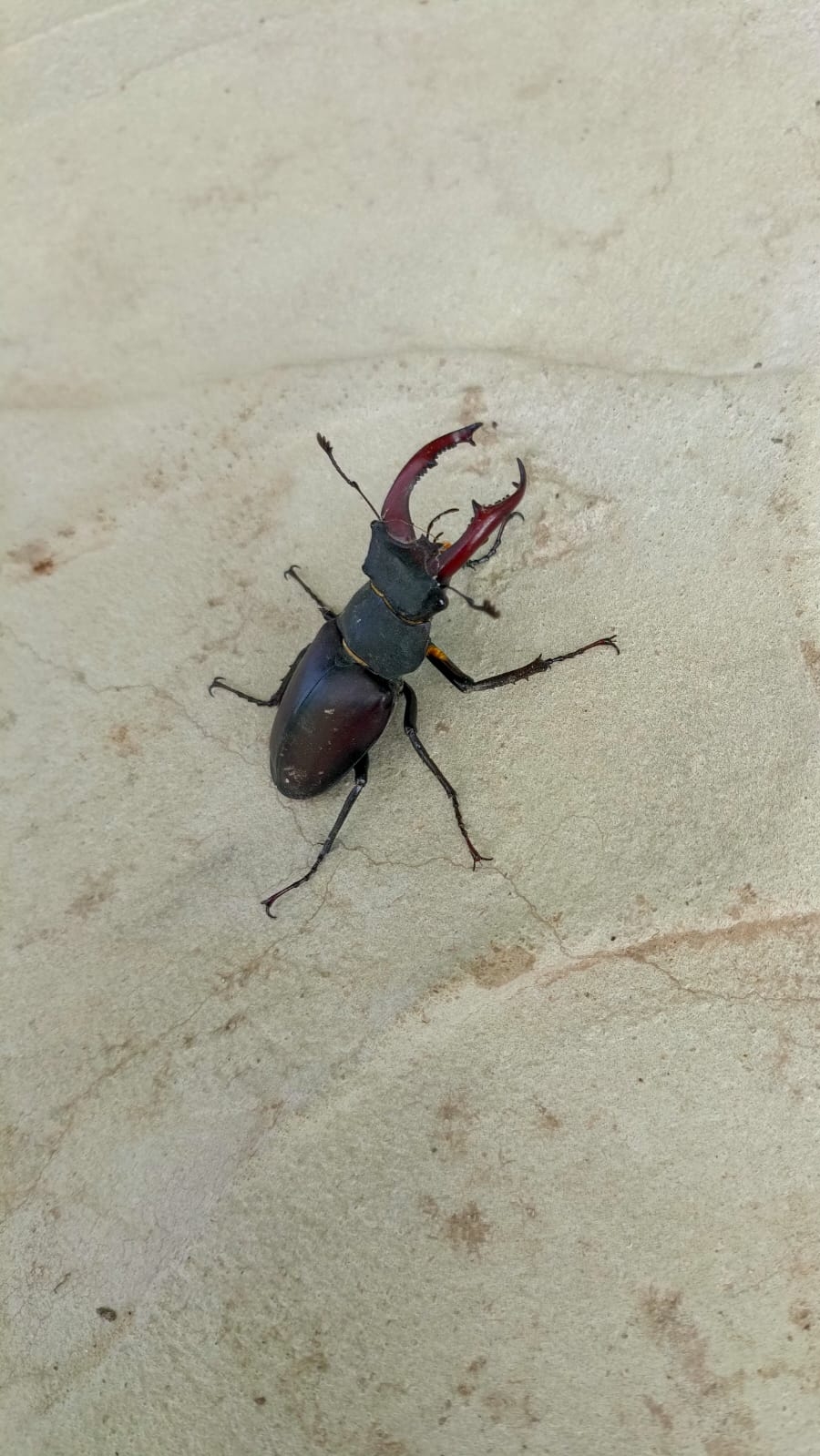 Новый дачный друг 😁😁😁