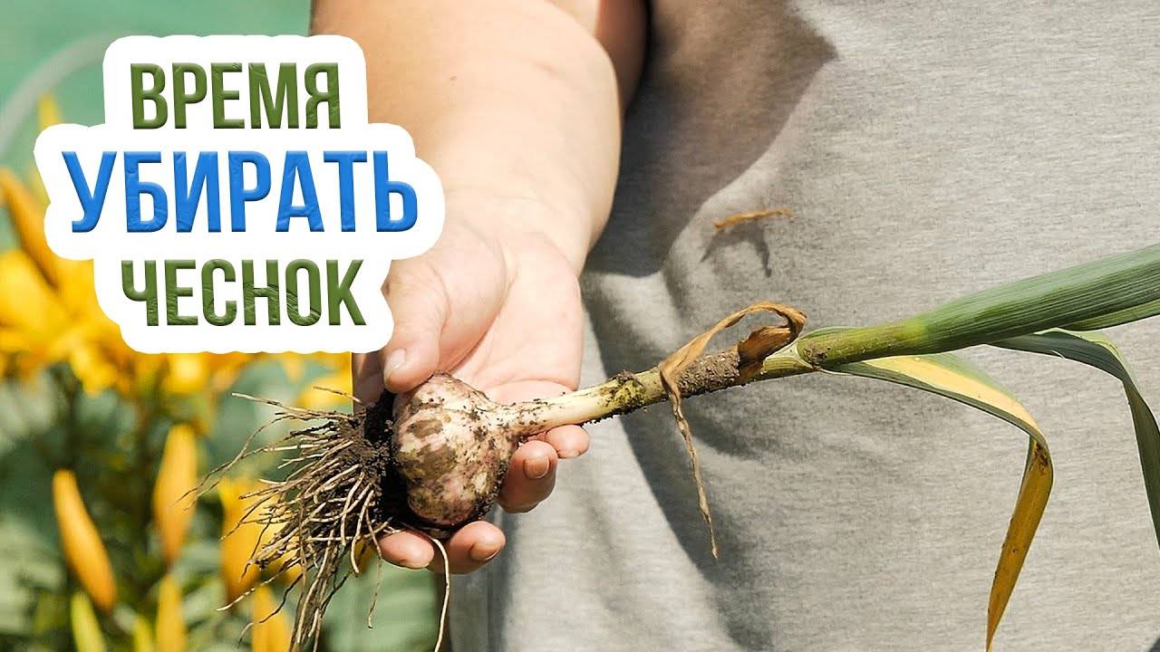Уборка чеснока в 2025 году. Когда копать чеснок? смотреть онлайн