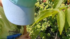 ПРИЕХАЛИ НА УЧАСТОК А ТАМ🍒🤦♀️СОБРАЛИ🍒