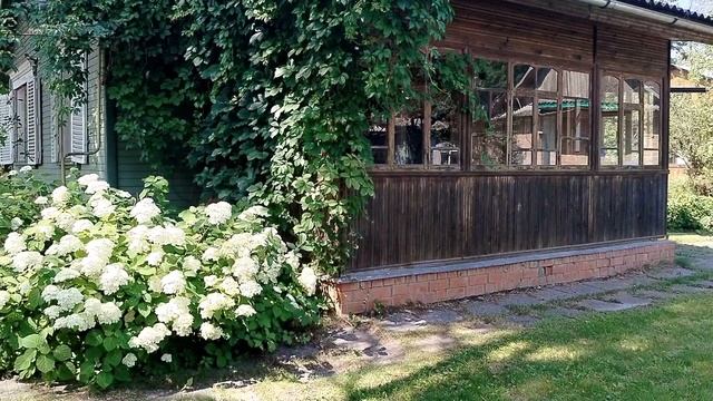 Гортензия древовидная из черенка в нашем саду 2025 смотреть онлайн