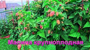 "Малина крупноплодная."#сад#огород#дача