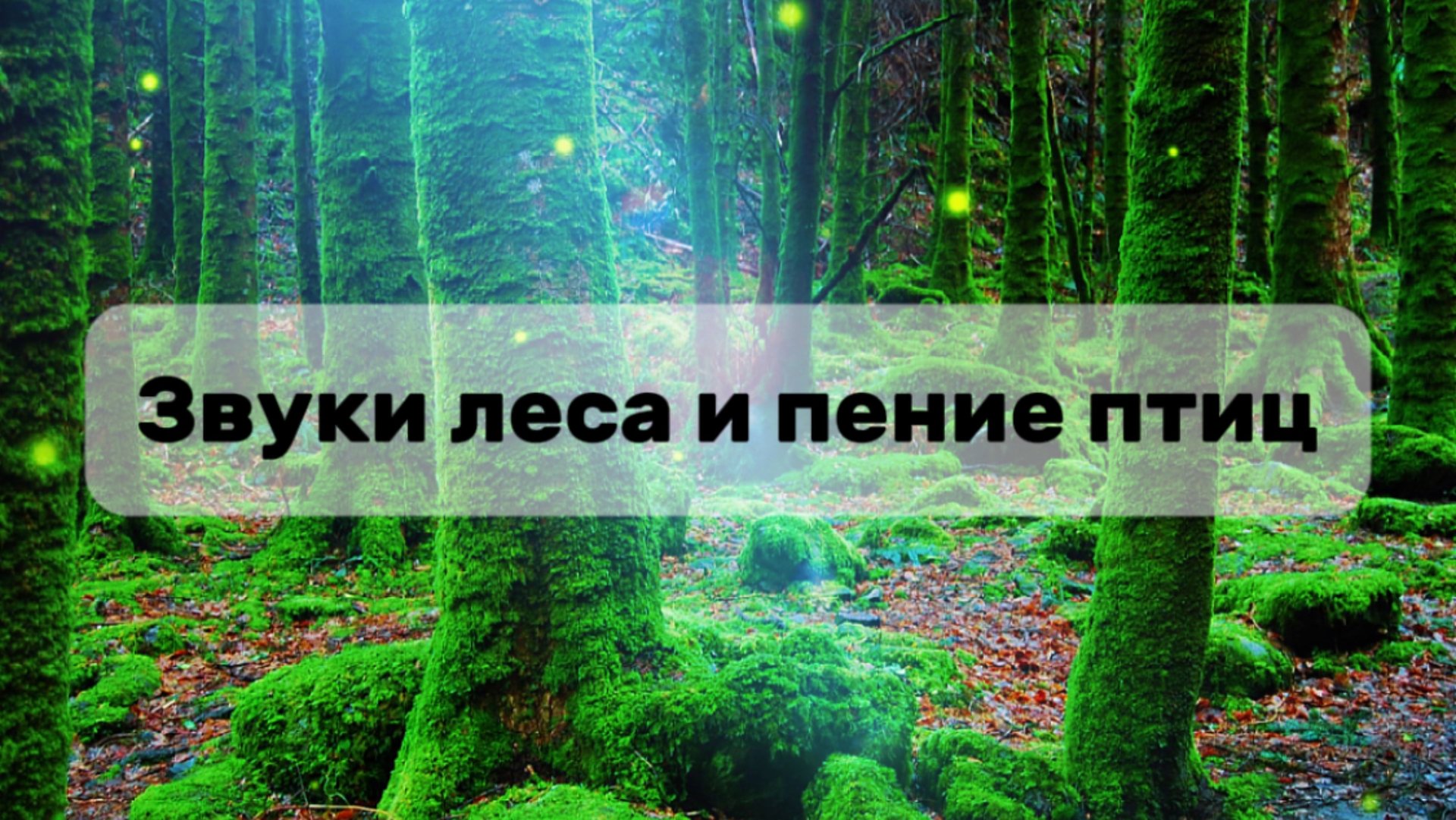 Звуки леса и пение птиц. смотреть онлайн