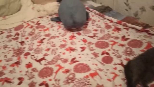 Покупки из Ленты 🎗️//Жизнь в Омске