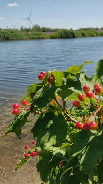 Родная степь.