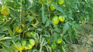 ОБЗОР КОЛЛЕКЦИОННЫХ СОРТОВ ТОМАТОВ В ОГ 16 ИЮЛЯ 2025. ЧАСТЬ 1.