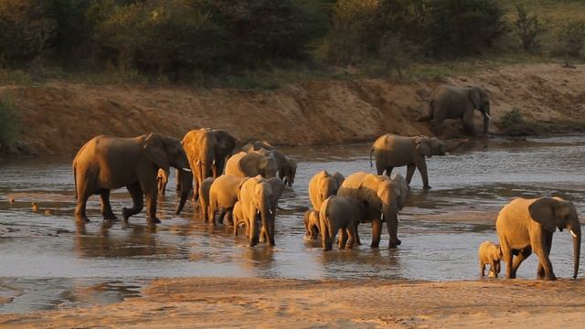 Africa.