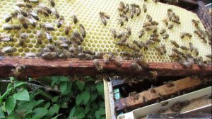 пчела Элгон на ячейке 5,16 мм - ставлю вощину на отстройку и расширяю гнездо ,16.07.2025