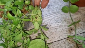 Новинки дисхидий 🤩🥰🥰🥰16.07.25