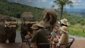 Завтрак со слонами в Сочи: slonsochi.ru