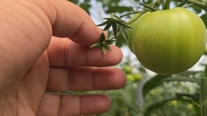 Томат Татемару F1 и Хакимару F1, в продленном обороте, лето 2025 год