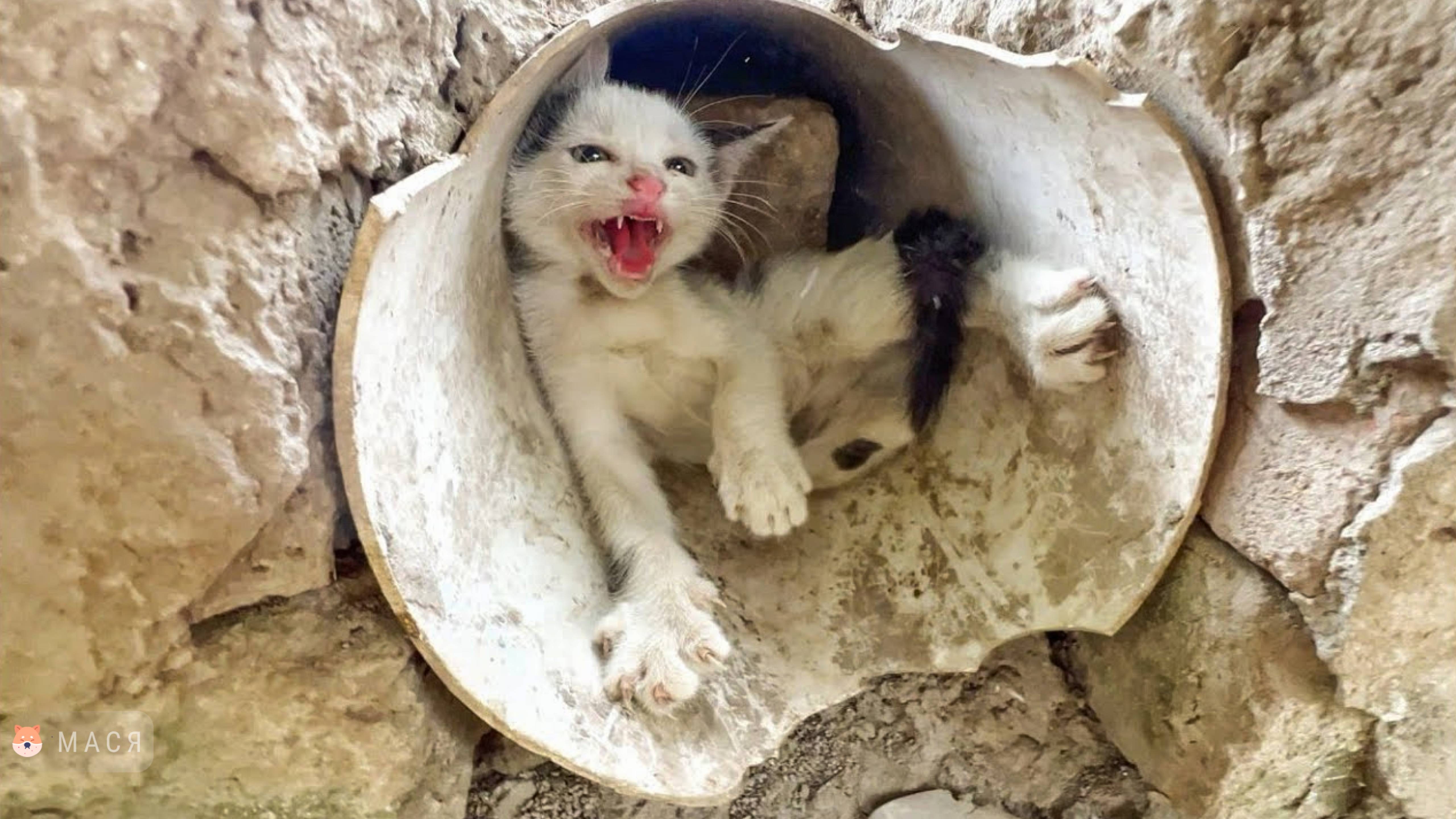 Агрессивная кошка-мать отвергает своего котёнка. Она хочет новых детенышей прямо сейчас