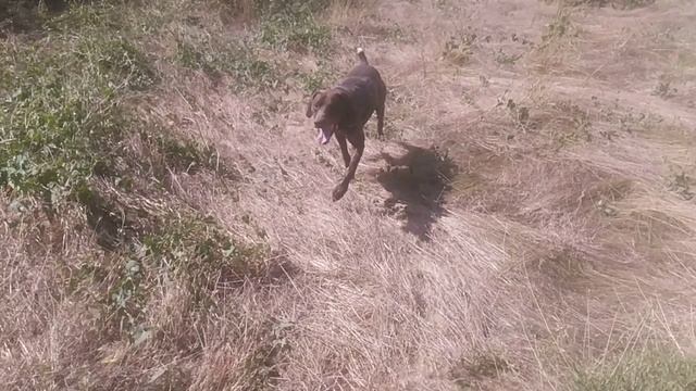 Пёс 5 серия 5.6.7 сезон