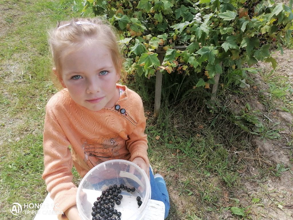 💥ЗАНИМАЕМСЯ СБОРОМ ЯГОД ДЛЯ ВАРЕНЬЯ💥