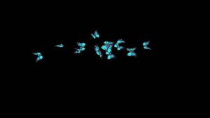 ФУТАЖ  -  БАБОЧКИ ЛЕТАЮТ