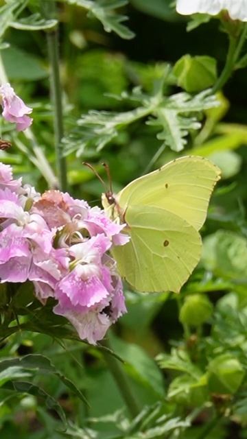 Бабочки пьют цветочный нектар