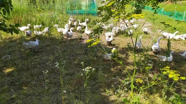 Гусиная рота