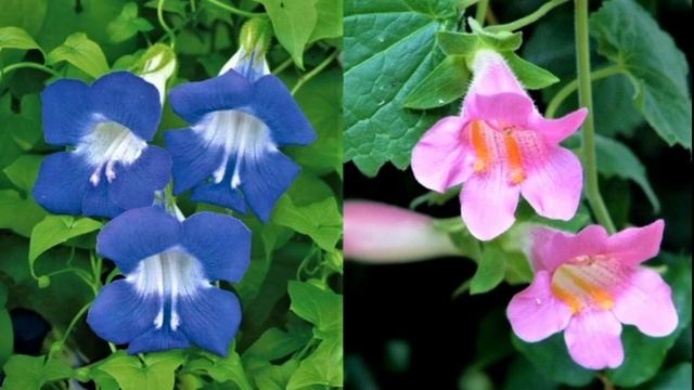 The age of love смотреть онлайн