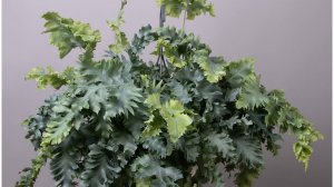 №103. Весенняя пересадка Флебодиум Давана.