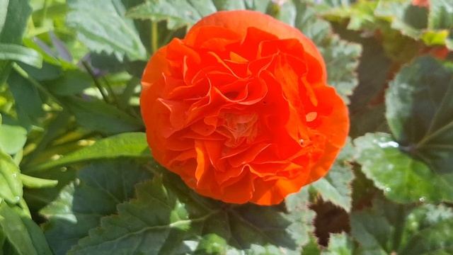 Яркие краски в летнем саду смотреть онлайн