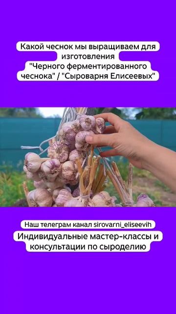 Какой чеснок мы выращиваем для изготовления "Черного ферментированного чеснока" смотреть онлайн