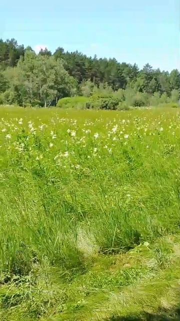 Луг в солнечный день смотреть онлайн