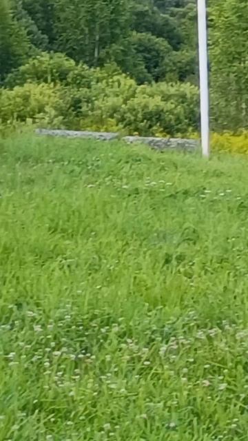 Какая миленькая птичка нам позировала..