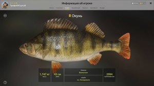 ТРОФЕЙ ОКУНЬ!!!КОМАРИНОЕ - РУССКАЯ РЫБАЛКА 4