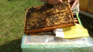 Замена маток у меня на пасеке. Часть 4. Выпускаем матку из клеточки.