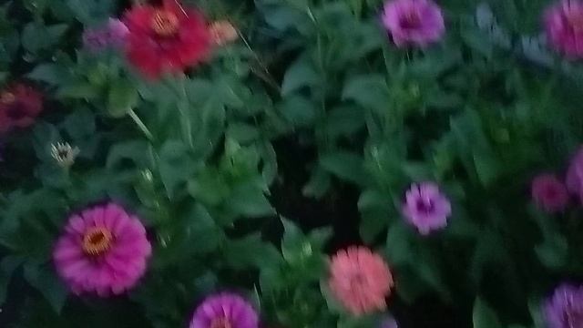 вечерний обход цветов😍🌷🌹🌺 смотреть онлайн