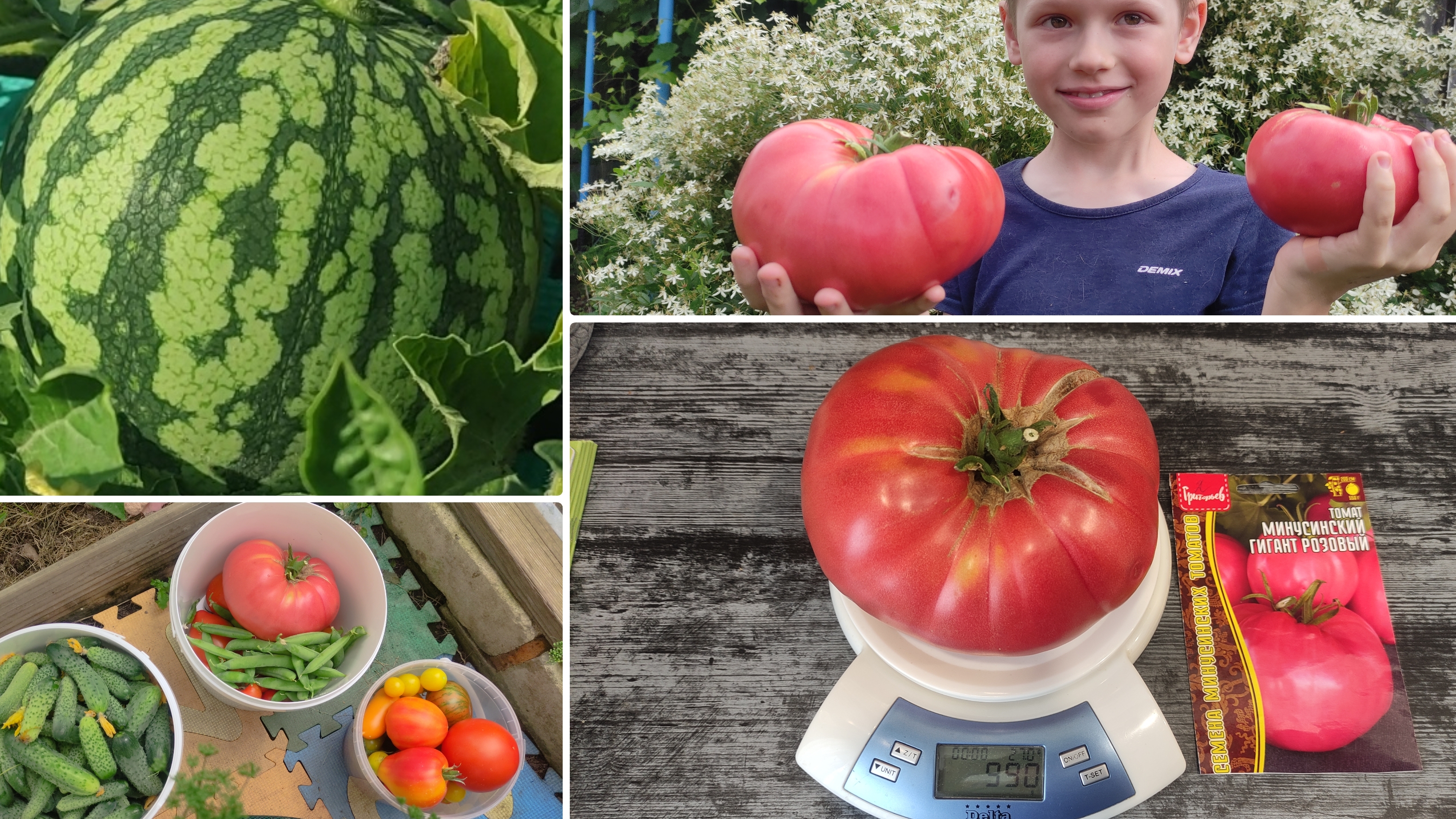 Томатные дела, урожай томатов на 16 июля 2025. Начали завязываться арбузы. Голубику съедают осы. смотреть онлайн