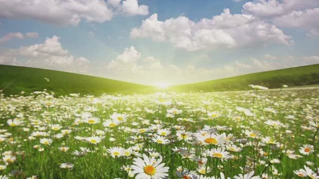 РОМАШЕЧКА! Самый любимый цветок в России. ПЕСНЯ. смотреть онлайн