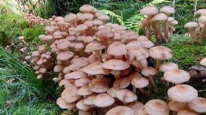 💥ОБАЛДЕТЬ!🍄ОПЯТА ПОПЁРЛИ В ЖАРУ👉ПОДМОСКОВЬЕ 9 ИЮЛЯ 2025🍄ВСЕ В ЛЕС ЗА ГРИБАМИ!!!