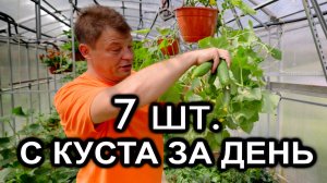 ОГУРЦЫ ВНИЗ ГОЛОВОЙ! 7 шт. С ОДНОГО КУСТА ЗА ДЕНЬ? Секрет подвесных кашпо!