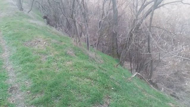 Пёс 6 сезон video_2025-03-03 «jimmvista»✏️👍👀 👂