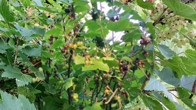 дача скучает HD.mp4