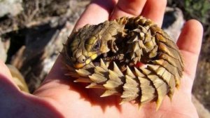 Редкие и малоизвестные животные !