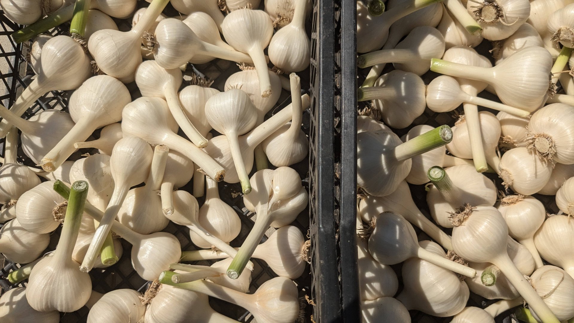 Уборка чеснока. смотреть онлайн