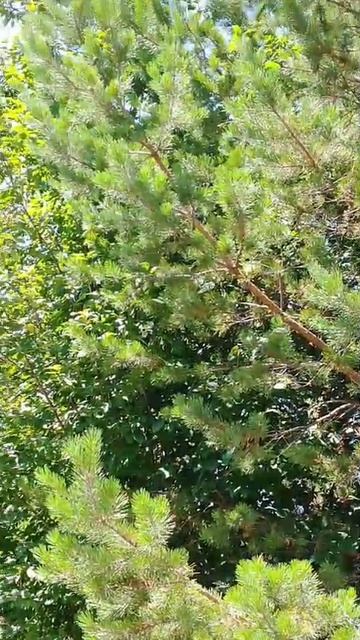 Листва и хвоя - блестящее и пушистое смотреть онлайн